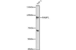Western blot analysis of extracts of THP-1 cells, using R Rabbit mAb (ABIN7269840) at 1:1000 dilution. (RALBP1 antibody)