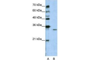 Western Blotting (WB) image for anti-Guanine Nucleotide Binding Protein (G Protein), beta Polypeptide 1-Like (GNB1L) antibody (ABIN2462388) (GNB1L antibody)