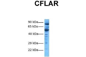 Host:  Rabbit  Target Name:  CFLAR  Sample Tissue:  Human HepG2  Antibody Dilution:  1. (FLIP antibody  (N-Term))