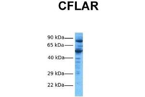 Host:  Rabbit  Target Name:  CFLAR  Sample Tissue:  Human HepG2  Antibody Dilution:  1.