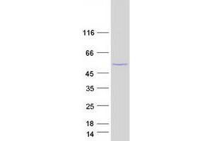 Western Blotting (WB) image for Paired Box Gene 2a (PAX2A) (Transcript Variant C) protein (Myc-DYKDDDDK Tag) (ABIN2728310)