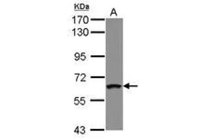 Image no. 1 for anti-Zinc Finger Protein 300 (ZNF300) (AA 43-220) antibody (ABIN1501834) (ZNF300 antibody  (AA 43-220))