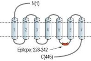 Histamine Receptor H3 (HRH3) peptide
