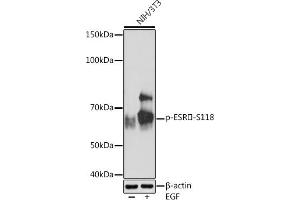 Western blot analysis of extracts of NIH/3T3 cells, using Phospho-ESRα-S118 Rabbit mAb (ABIN7267011) at 1:1000 dilution. (Estrogen Receptor alpha antibody  (pSer118))