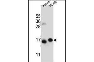EIF5AL1 Antibody (C-term) (ABIN655925 and ABIN2845320) western blot analysis in Ramos, cell line lysates (35 μg/lane). (EIF5AL1 antibody  (C-Term))
