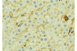 ABIN6276946 at 1/100 staining Mouse liver tissue by IHC-P. (FMO3 antibody  (N-Term))