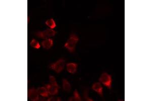 ABIN6274739 staining 293 by IF/ICC. (MRPL35 antibody  (Internal Region))