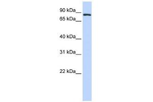 TFR2 antibody used at 1 ug/ml to detect target protein.