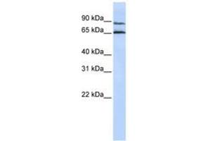 Image no. 1 for anti-G Protein-Coupled Receptor 75 (GPR75) (AA 468-517) antibody (ABIN6742345) (GPR75 antibody  (AA 468-517))