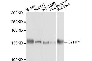 Western blot analysis of extract of various cells, using CYFIP1 antibody.