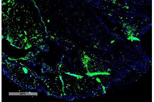 Immunohistochemistry analysis using Mouse Anti-Parvalbumin Monoclonal Antibody, Clone C12 (ABIN6952012). (PVALB antibody  (HRP))