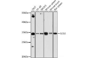 Western blot analysis of extracts of various cell lines using SCO2 Polyclonal Antibody at dilution of 1:1000. (SCO2 antibody)