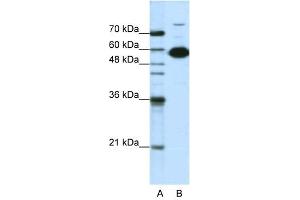 NONO antibody used at 1. (NONO antibody  (C-Term))