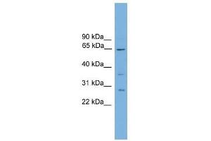CLCC1 antibody used at 2. (CLCC1 antibody  (N-Term))