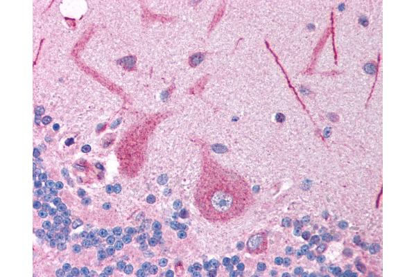 FOXE3 antibody  (AA 235-284)