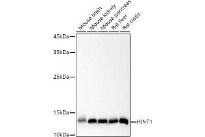HINT1 Antikörper