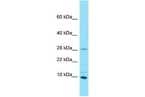 Host: Rabbit Target Name: C16orf55 Sample Type: MCF7 Whole Cell lysates Antibody Dilution: 1. (SPATA33 antibody  (N-Term))