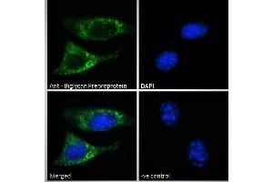 ABIN334359 Immunofluorescence analysis of paraformaldehyde fixed NIH3T3 cells, permeabilized with 0. (Biglycan antibody  (C-Term))