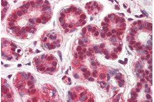 Human Breast (formalin-fixed, paraffin-embedded) stained with NR4A1 antibody ABIN337182 at 5 ug/ml followed by biotinylated anti-goat IgG secondary antibody ABIN481715, alkaline phosphatase-streptavidin and chromogen. (NR4A1 antibody  (AA 401-414))
