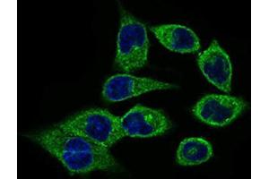 Immunocytochemistry (ICC) image for anti-Calmegin (CLGN) (AA 249-405) antibody (ABIN1843005) (Calmegin antibody  (AA 249-405))