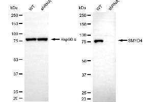 anti-SET and MYND Domain Containing 4 (SMYD4) antibody
