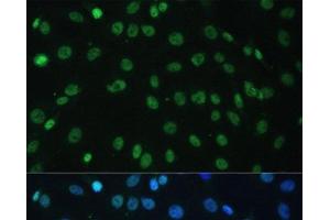 Immunofluorescence (IF) image for anti-Heterogeneous Nuclear Ribonucleoprotein D (HNRNPD) antibody (ABIN7258580)