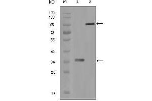 Western Blot showing HCK antibody used against truncated HCK recombinant protein (1) and full-length HCK-GFP transfected CHO-K1 cell lysate (2).