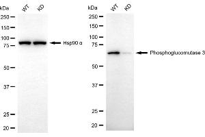 anti-Phosphoglucomutase 3 (PGM3) antibody