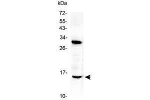 Western blot testing of rat brain lysate with ID2 antibody at 0. (Id2 antibody  (AA 86-120))