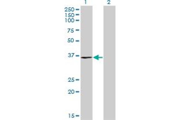RPRD1B antibody  (AA 1-326)