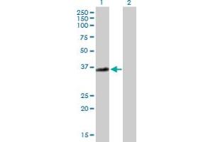 Western Blot analysis of ANXA3 expression in transfected 293T cell line by ANXA3 MaxPab polyclonal antibody. (Annexin A3 antibody  (AA 1-323))
