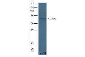 HepG2 lysate probed with Rabbit Anti-KCNA3 polyclonal antibody  at 1:5000 90min in 37˚C (KCNA3 antibody  (AA 485-575))