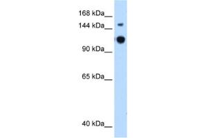 Western Blotting (WB) image for anti-GTPase Activating Protein and VPS9 Domains 1 (GAPVD1) antibody (ABIN2462582) (GAPVD1 antibody)