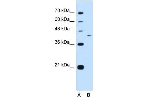 KIAA0515 antibody used at 0. (PRRC2B antibody  (N-Term))