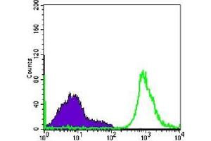 FC analysis of Raji cells using CD19 antibody (green) and negative control (purple). (CD19 antibody)