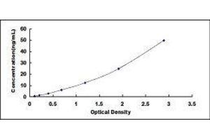 Pyruvate Dehydrogenase (Lipoamide) alpha 1 (PDHA1) ELISA Kit