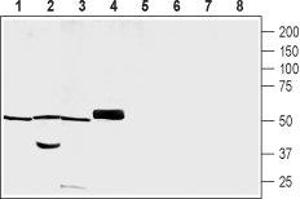 Protein Kinase C and Casein Kinase Substrate in Neurons 3 (PACSIN3) peptide
