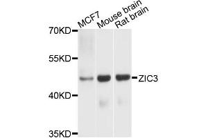 Western blot analysis of extracts of various cells, using ZIC3 antibody.