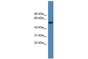 ADRA1D antibody used at 0. (ADRA1D antibody  (C-Term))
