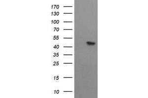 Image no. 1 for anti-Mitochondrial Methionyl-tRNA Formyltransferase (MTFMT) (AA 175-389) antibody (ABIN1491021) (MTFMT antibody  (AA 175-389))