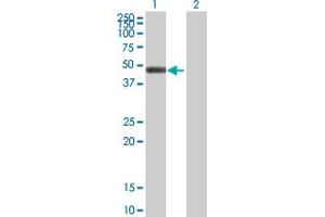 Western Blot analysis of GCDH expression in transfected 293T cell line by GCDH MaxPab polyclonal antibody. (GCDH antibody  (AA 1-438))