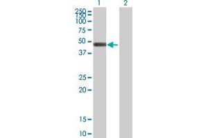 Western Blot analysis of GCDH expression in transfected 293T cell line by GCDH MaxPab polyclonal antibody.