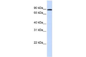 WB Suggested Anti-MYBL1 Antibody Titration:  0. (MYBL1 antibody  (Middle Region))