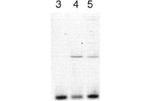 Image no. 1 for anti-Clock Homolog (Mouse) (CLOCK) antibody (ABIN363312) (CLOCK antibody)
