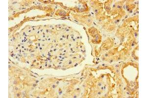 Immunohistochemistry of paraffin-embedded human kidney tissue using ABIN7164505 at dilution of 1:100