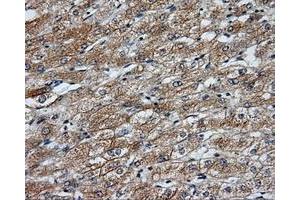 Image no. 5 for anti-NME/NM23 Nucleoside Diphosphate Kinase 4 (NME4) antibody (ABIN1499775) (NME4 antibody)