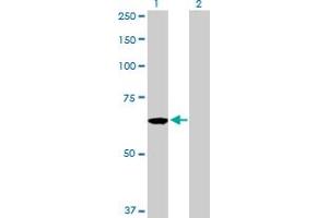 Western Blot analysis of CDC45L expression in transfected 293T cell line by CDC45L MaxPab polyclonal antibody. (CDC45 antibody  (AA 1-566))