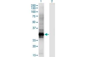 HOXB6 antibody  (AA 1-57)