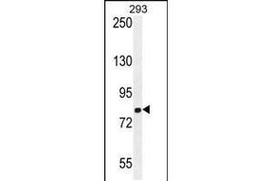 Western blot analysis in 293 cell line lysates (35ug/lane). (GGCX antibody  (AA 548-578))