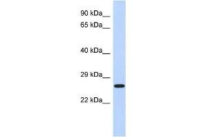 Western Blotting (WB) image for anti-EF-Hand Domain Family, Member D2 (EFHD2) antibody (ABIN2460079)